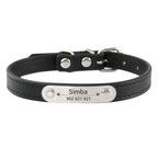 Combo collar para gato
