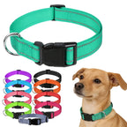 Combo collar para perro
