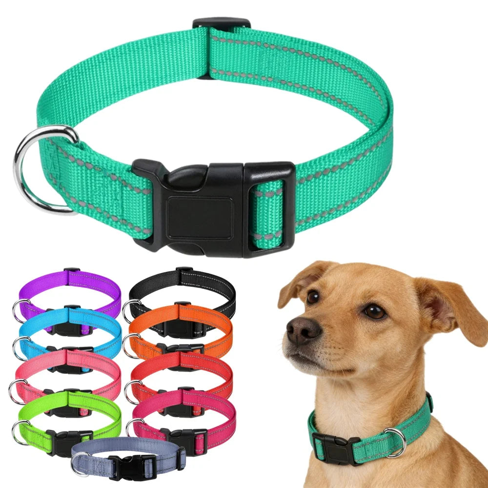 Combo collar para perro