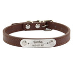 Combo collar para gato