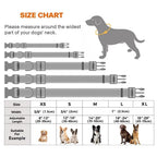 Combo collar para perro