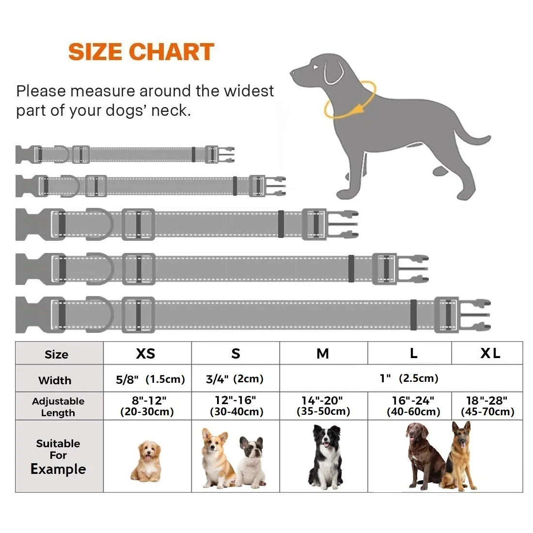 Combo collar para perro