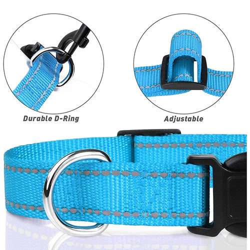 Combo collar para perro