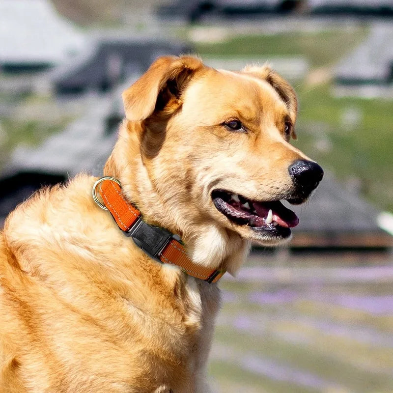 Combo collar para perro